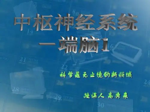 端脑解剖图谱-1