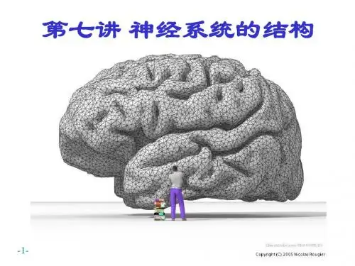 第7讲神经系统的结构