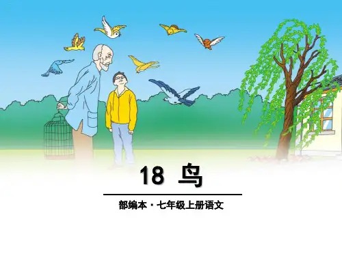 《鸟》PPT-完美版