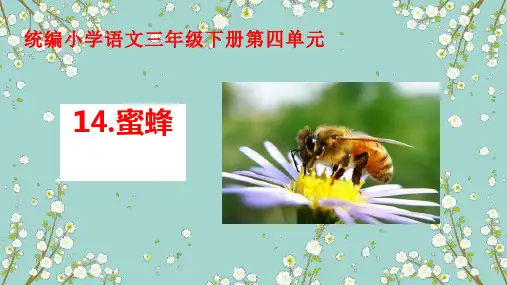 14.《蜜蜂》课件(共17张PPT)