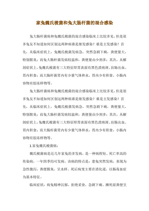 家兔魏氏梭菌和兔大肠杆菌的混合感染