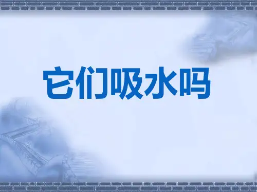教科版科学三年级上册《它们吸水吗》教学课件