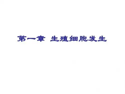 生殖细胞发生