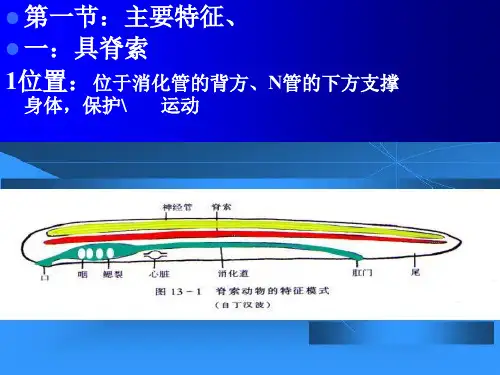 脊索概述PPT课件