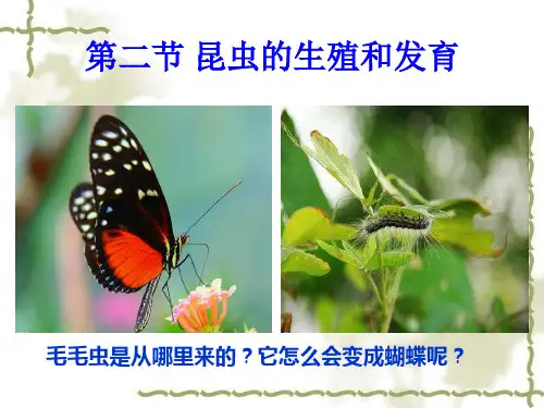 昆虫的生殖和发育