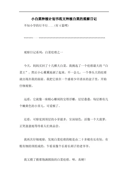 小白菜种植计划书范文种植白菜的观察日记