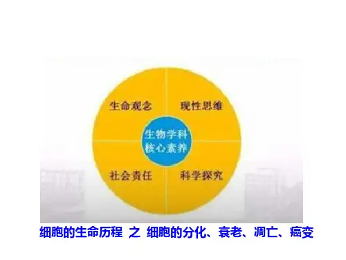 高考生物总复习(十一)细胞的生命历程3课件