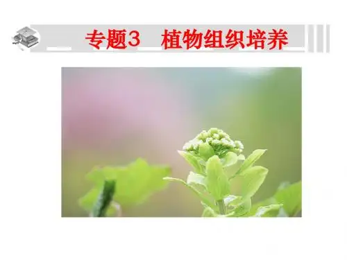 专题3《植物组织培养》课件