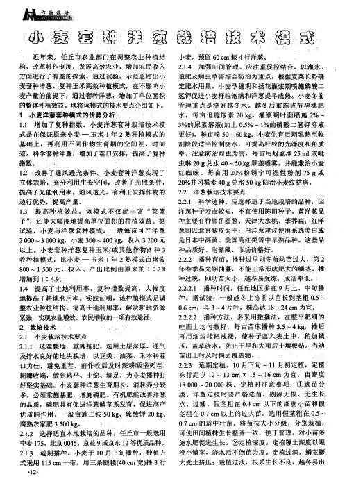 小麦套种洋葱栽培技术模式