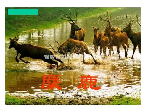 麋鹿