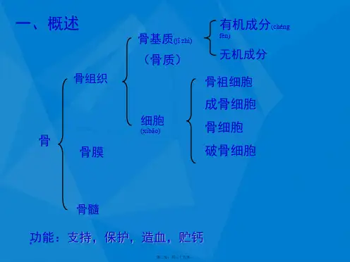 202X年组织学与胚胎学-第5章-骨