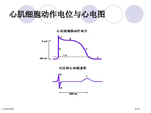 心电图的测量