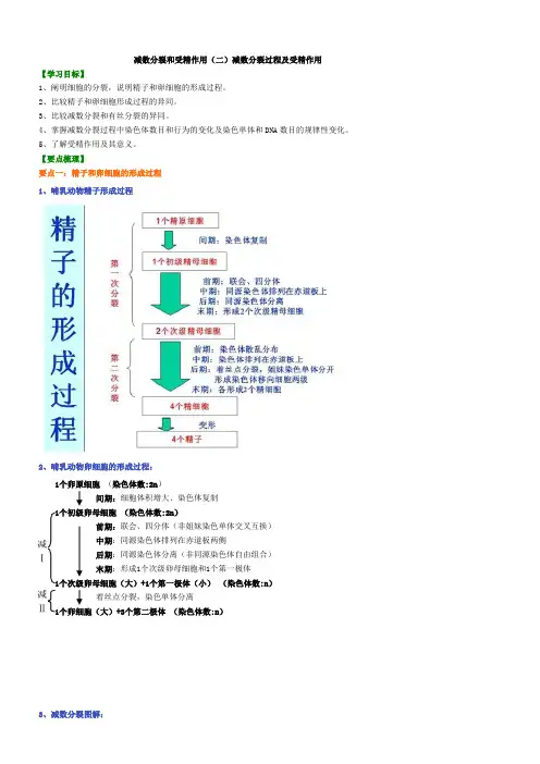 减数分裂二知识讲解