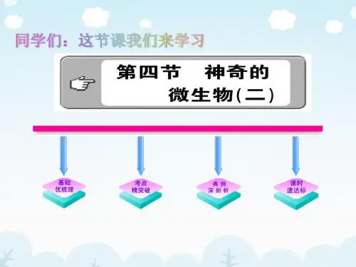 苏教版初中八年级生物上册《第三节 神奇的微生物(2)》课件6