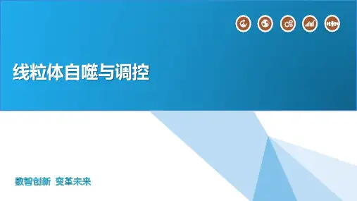 线粒体自噬与调控