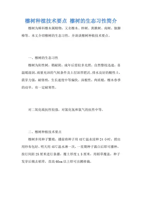 檫树种植技术要点 檫树的生态习性简介