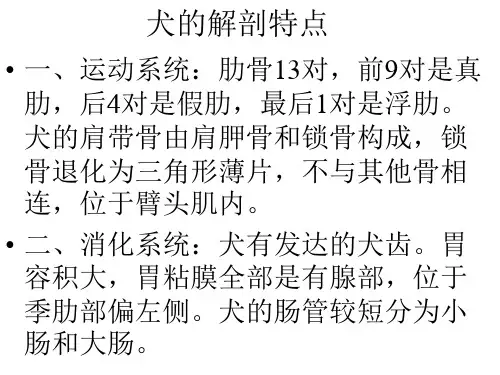 家畜解剖——犬的解剖特点