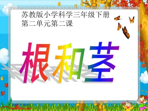 微课《根和茎》课件