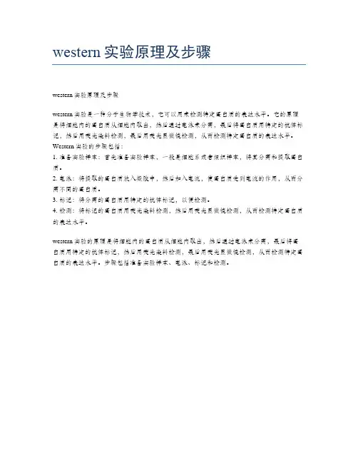 western实验原理及步骤