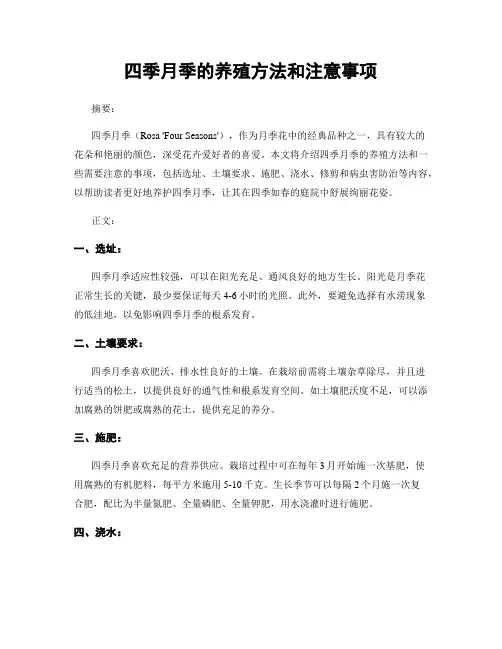 四季月季的养殖方法和注意事项