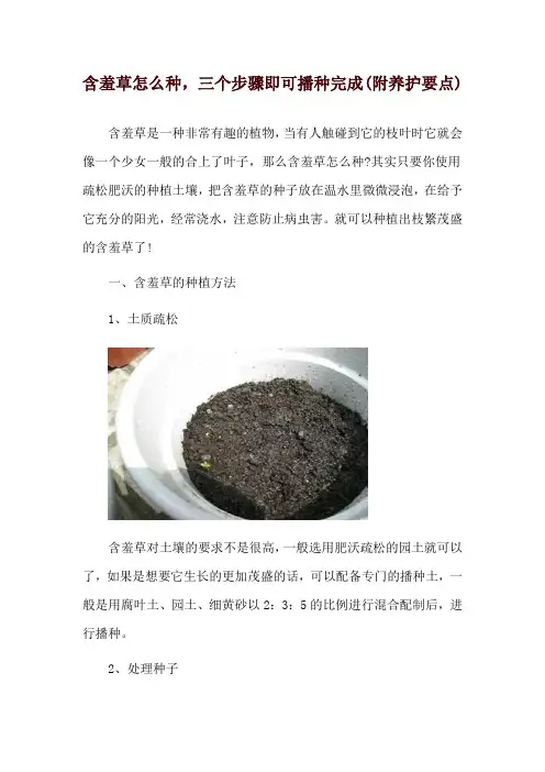 含羞草怎么种,三个步骤即可播种完成(附养护要点)