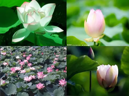 七年级语文爱莲说公开课示范课课件获奖PPT