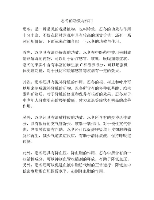 忍冬的功效与作用