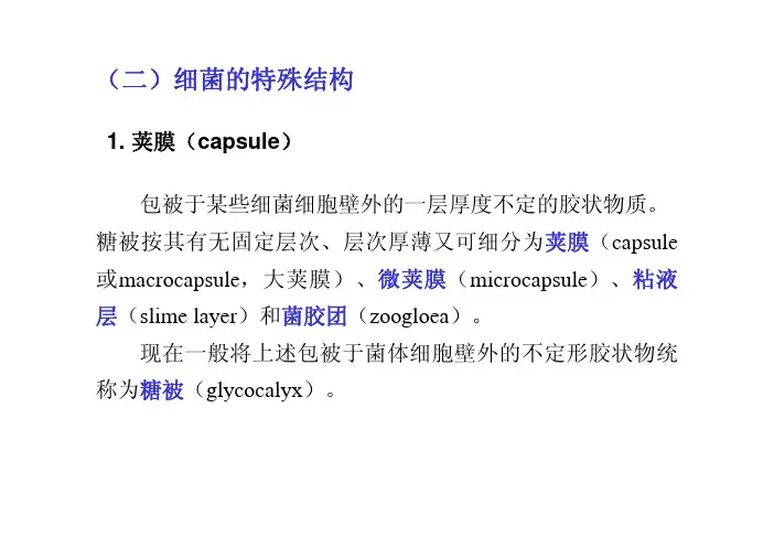 3.细菌的特殊结构