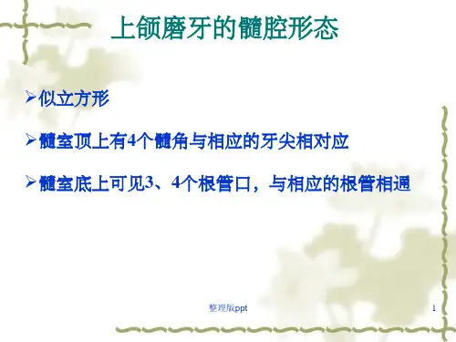 上、下颌磨牙的髓腔形态及乳牙髓腔形态第二部分
