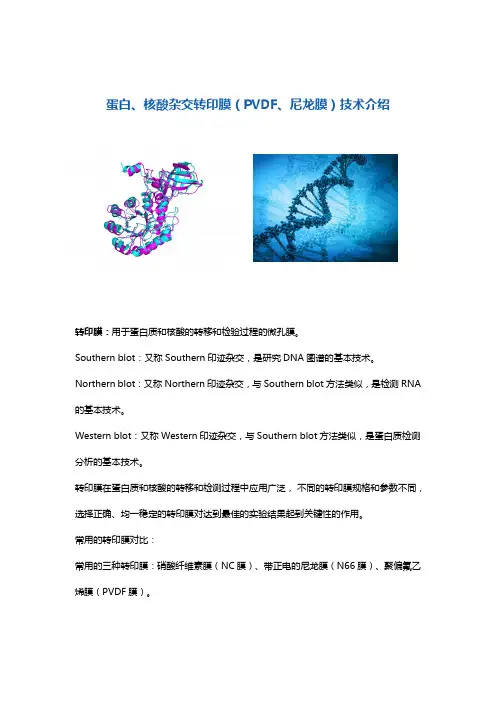 蛋白核酸杂交转印膜(PVDF膜和尼龙膜)介绍