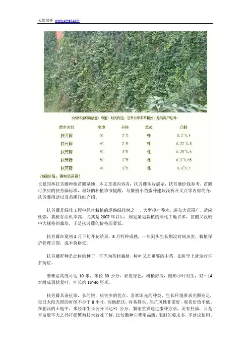 扶芳藤供应