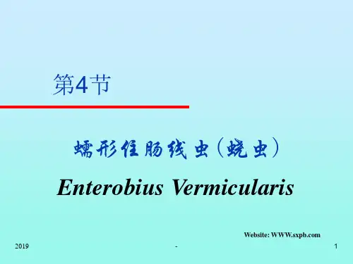 蛲虫钩虫ppt课件