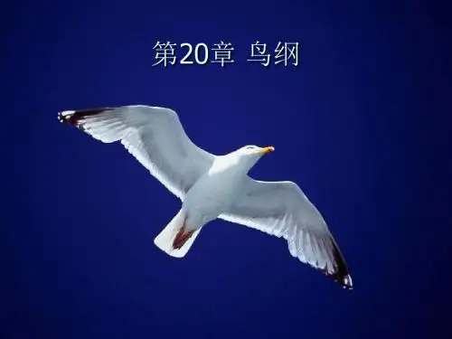 第20章 鸟纲(1) 动物学