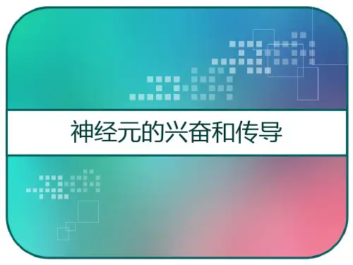 神经元的兴奋和传导 PPT