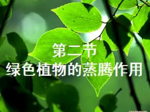 七年级生物上册 第2单元 第1章 第2节 绿色植物的蒸腾作用课件 济南版