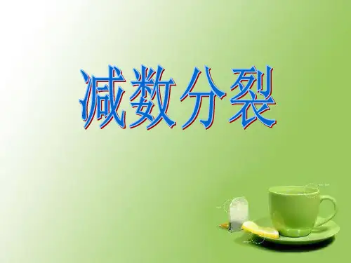 减数分裂