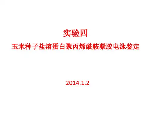 实验四-玉米种子盐溶蛋白凝胶电泳