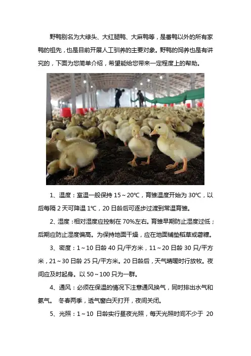 野鸭苗的饲养