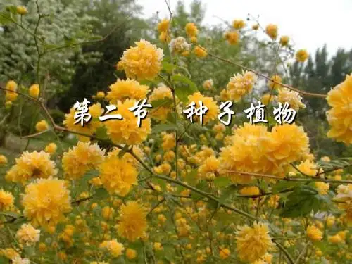 种子植物
