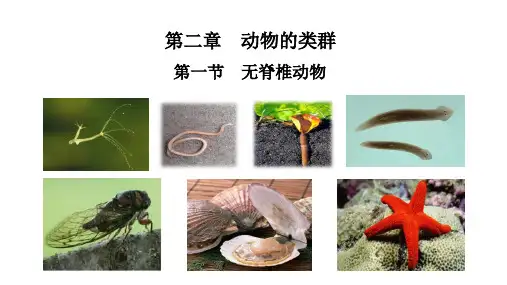 无脊椎动物ppt课件