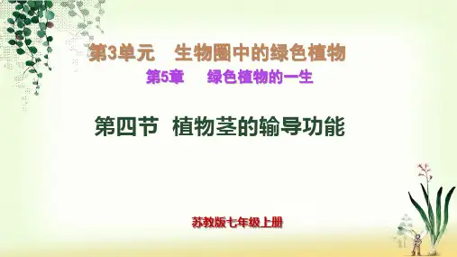植物茎的输导功能ppt课件