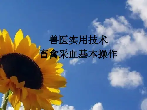 畜禽采血技术基本操作