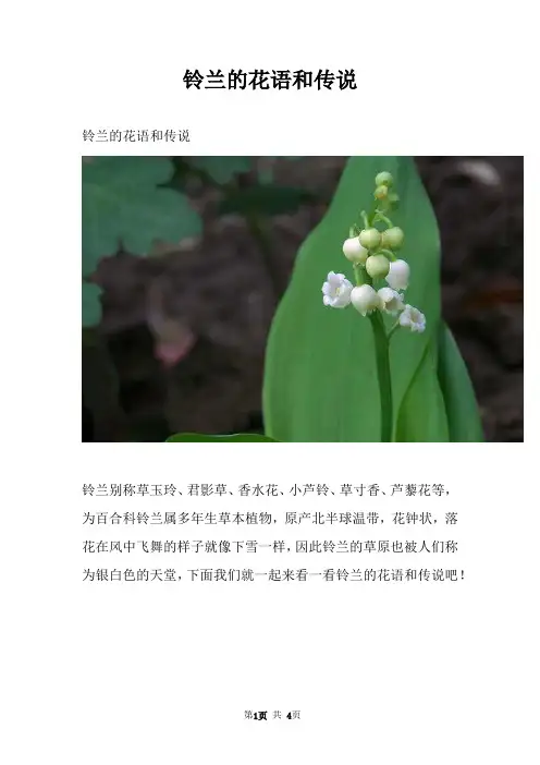 铃兰的花语和传说