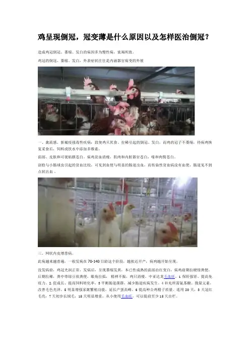 鸡呈现倒冠,冠变薄是什么原因以及怎样医治倒冠？