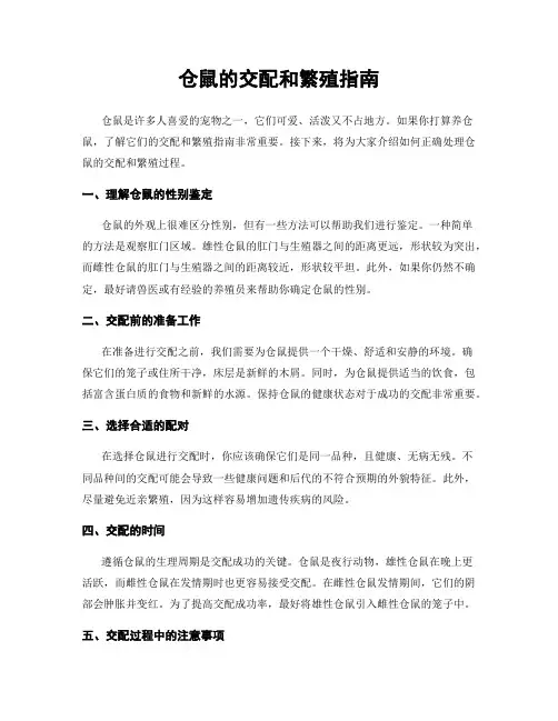 仓鼠的交配和繁殖指南