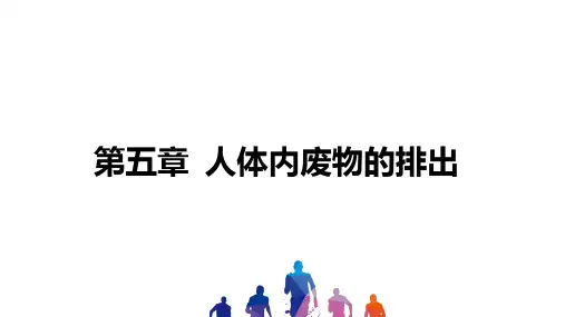 人教版中考一轮复习生物第四单元第五章人体内废物的排出课件