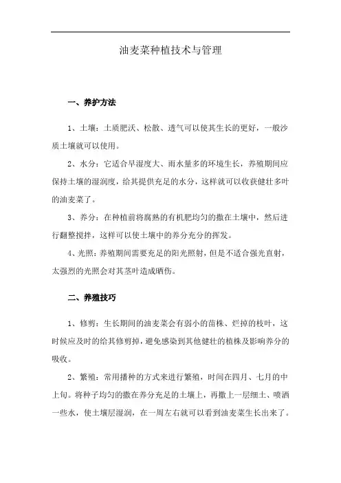 油麦菜种植技术与管理