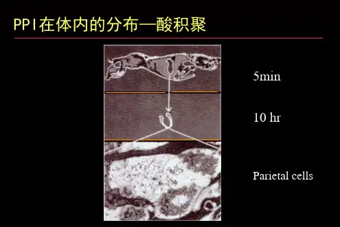 PPI的药理学基础-文档资料