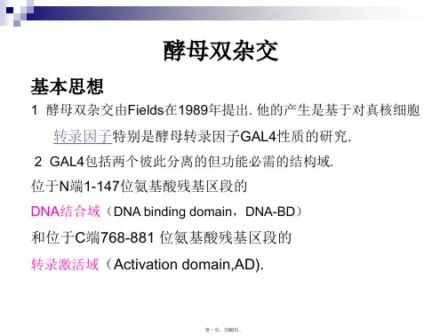 酵母双杂交