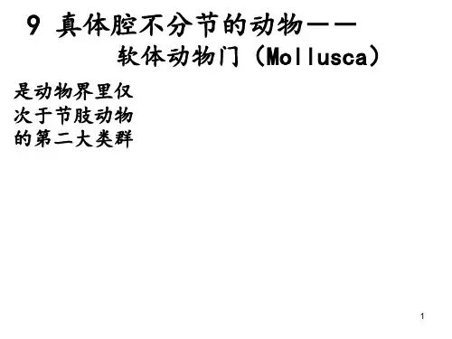 软体动物系统PPT